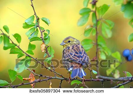 Yellowhammer (Emberiza citrinella) on a branch, Solms, Hesse View Large Photo Image Picture - Yellowhammer (Emberiza citrinella) on a branch, Solms, Hesse. Fotosearch