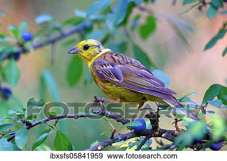 Stock Photo - Yellowhammer (Emberiza citrinella) on a branch, Solms, Hesse. Fotosearch