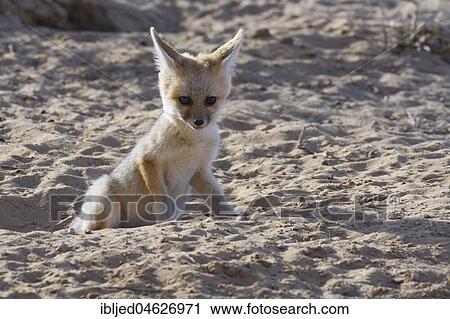 Young Cape fox (Vulpes chama) looking out from burrow entrance, Kgalagadi Transfrontier Park, Northern Cape, South Africa, Africa View Large Photo Image Stock Image - Young Cape fox (Vulpes chama) looking out from burrow entrance, Kgalagadi Transfrontier Park, Northern Cape, South Africa, Africa. Fotosearch