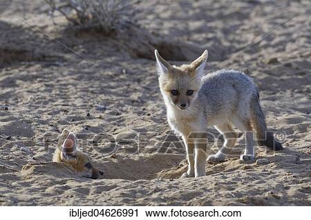 Young Cape foxes (Vulpes chama) at burrow entrance, Kgalagadi Transfrontier Park, Northern Cape, South Africa, Africa View Large Photo Image Stock Image - Young Cape foxes (Vulpes chama) at burrow entrance, Kgalagadi Transfrontier Park, Northern Cape, South Africa, Africa. Fotosearch