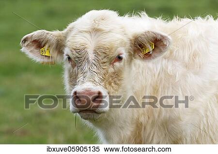 Young Charolais-Domestic Cattle (Bos primigenius taurus) with ear tags on a pasture, animal portrait, Schleswig-Holstein, Germany, Europe View Large Photo Image Stock Photography - Young Charolais-Domestic Cattle (Bos primigenius taurus) with ear tags on a pasture, animal portrait, Schleswig-Holstein, Germany, Europe. Fotosearch
