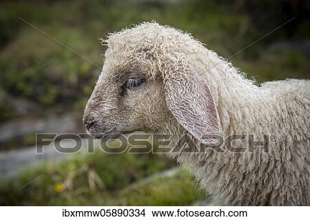 Picture - Young domestic sheep, portrait, Berliner Höhenweg, Zillertal, Tyrol, Austria, Europe. Fotosearch