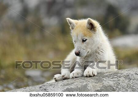 Stock Image - Young Greenlandic dog sitting on rocky plateau, puppy, Qeqertarsuaq, disco island, Greenland, North America. Fotosearch
