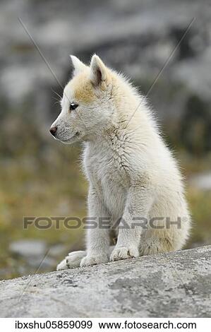 Stock Photo - Young Greenlandic dog sitting on rocky plateau, puppy, Qeqertarsuaq, disco island, Greenland, North America. Fotosearch