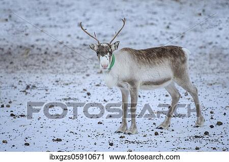 Stock Image - Young one Reindeer (Rangifer tarandus) in breeding animal in enclosure, Røkland, Nordland, Norway, Europe. Fotosearch