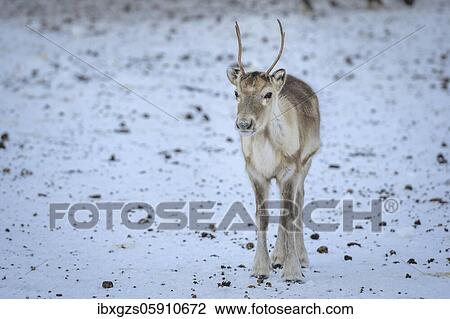 Stock Image - Young one Reindeer (Rangifer tarandus) in breeding animal in enclosure, Røkland, Nordland, Norway, Europe. Fotosearch