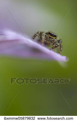 Zebra spider ( Salticus scenicus) on a purple petal, Bavaria, Germany, Europe View Large Photo Image Stock Image - Zebra spider ( Salticus scenicus) on a purple petal, Bavaria, Germany, Europe. Fotosearch