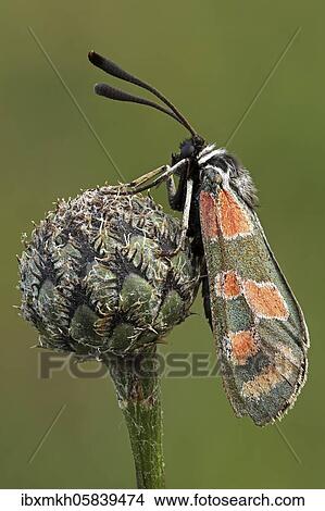 Zygaena carniolica (Zygaena carniolica) Krainer Widderchen, Bad Hersfeld, Hesse, Germany, Europe View Large Photo Image Picture - Zygaena carniolica (Zygaena carniolica) Krainer Widderchen, Bad Hersfeld, Hesse, Germany, Europe. Fotosearch