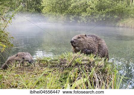 Stock Photo - 2 European beavers (Castor fiber), dam and young animal at the bank border, wide angle shot, Upper Austria, Austria, Europe. Fotosearch