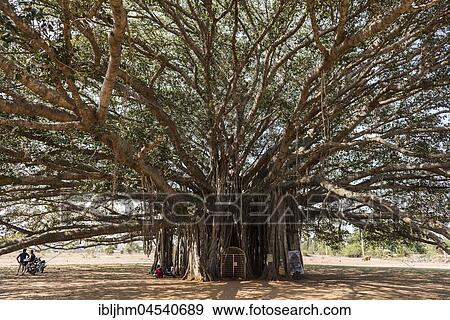 400 year old Banyan tree (Ficus benghalensis) near Mysuru, Karnataka, India, Asia View Large Photo Image Stock Photo - 400 year old Banyan tree (Ficus benghalensis) near Mysuru, Karnataka, India, Asia. Fotosearch