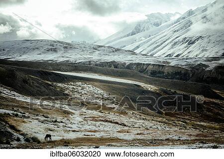 A horse grazing on a plateau in the Walkhan Corridor, Badakhshan, Afghanistan in the morning after the first autumn snowfall View Large Photo Image Stock Image - A horse grazing on a plateau in the Walkhan Corridor, Badakhshan, Afghanistan in the morning after the first autumn snowfall. Fotosearch