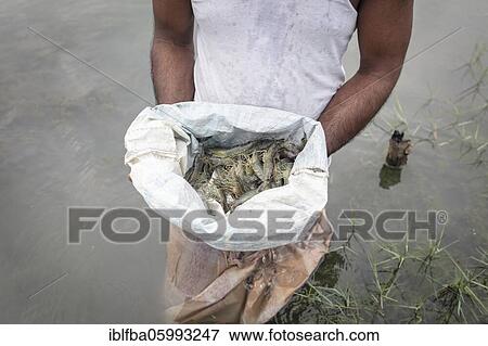 A man looks at harvested shrimps (Penaeus monodon) on a farm in an open sack, shrimps are farmed in the Ganges delta, Mongla, Sundarbans, Bangladesh, Asia View Large Photo Image Stock Photo - A man looks at harvested shrimps (Penaeus monodon) on a farm in an open sack, shrimps are farmed in the Ganges delta, Mongla, Sundarbans, Bangladesh, Asia. Fotosearch