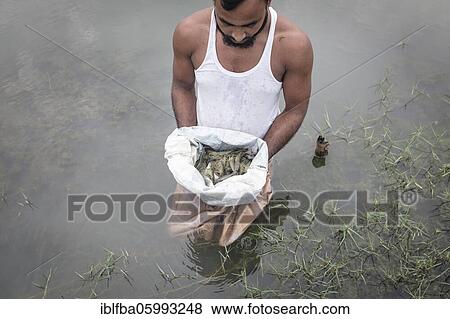 A man looks at harvested shrimps (Penaeus monodon) on a farm in an open sack, shrimps are farmed in the Ganges delta, Mongla, Sundarbans, Bangladesh, Asia View Large Photo Image Stock Photo - A man looks at harvested shrimps (Penaeus monodon) on a farm in an open sack, shrimps are farmed in the Ganges delta, Mongla, Sundarbans, Bangladesh, Asia. Fotosearch
