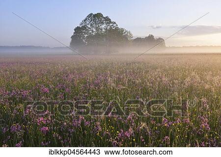 A meadow with Ragged Robins (Lychnis flos-cuculi) in the first morning light in the meadow with meadow with in the morning mist, Biosphere Reserve Oberlausitzer Heide- und Teichlandschaft, near Boxberg, Saxony, Germany, Europe View Large Photo Image Stock Image - A meadow with Ragged Robins (Lychnis flos-cuculi) in the first morning light in the meadow with meadow with in the morning mist, Biosphere Reserve Oberlausitzer Heide- und Teichlandschaft, near Boxberg, Saxony, Germany, Europe. Fotosearch