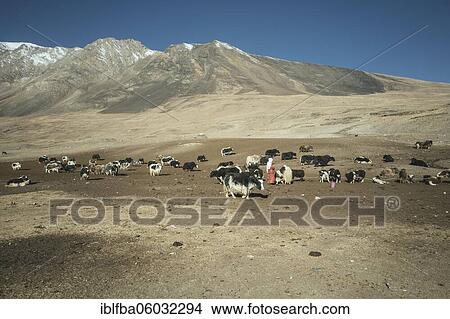 A woman in the middle of a herd of yaks on a bare plateau, behind it foothills of the Pamir Mountains, Khadz Goz, Wakhan Corridor, Badakhshan, Afghanistan, Asia View Large Photo Image Picture - A woman in the middle of a herd of yaks on a bare plateau, behind it foothills of the Pamir Mountains, Khadz Goz, Wakhan Corridor, Badakhshan, Afghanistan, Asia. Fotosearch