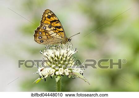 A yellow butterfly is siting on a white flower, Lower Pisang, Manang District, Nepal, Asia View Large Photo Image Stock Image - A yellow butterfly is siting on a white flower, Lower Pisang, Manang District, Nepal, Asia. Fotosearch