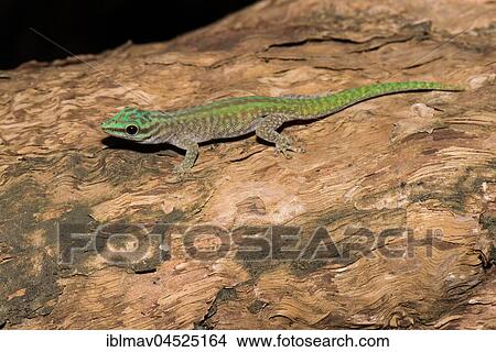Abbott's day gecko (Phelsuma abbotti), male, Ankarafantsika National Park, Northwest Madagascar, Madagascar, Africa View Large Photo Image Picture - Abbott's day gecko (Phelsuma abbotti), male, Ankarafantsika National Park, Northwest Madagascar, Madagascar, Africa. Fotosearch