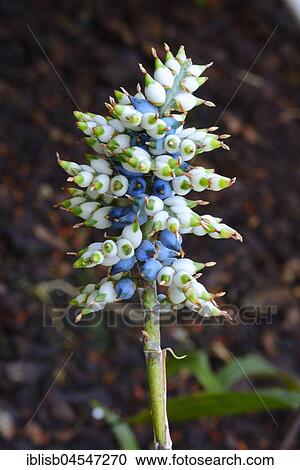 Stock Image - Aechmea angustifolia, native to South America. Fotosearch