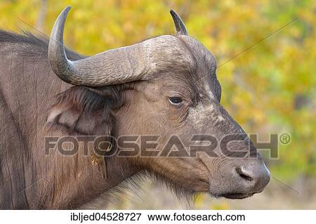 African buffalo or Cape buffalo (Syncerus caffer) with Red-billed oxpecker (Buphagus erythrorhynchus) on its neck, portrait, Kruger National Park, South Africa, Africa View Large Photo Image Stock Photo - African buffalo or Cape buffalo (Syncerus caffer) with Red-billed oxpecker (Buphagus erythrorhynchus) on its neck, portrait, Kruger National Park, South Africa, Africa. Fotosearch