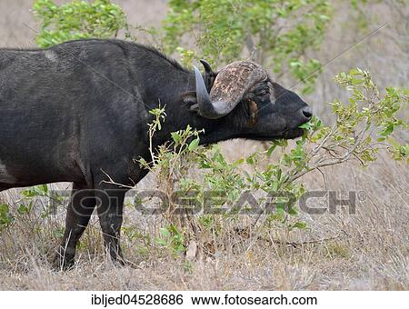 African buffalo (Syncerus caffer), bull feeding on leaves, Red-billed oxpecker (Buphagus erythrorhynchus) on buffalo's face, Kruger National Park, South Africa, Africa View Large Photo Image Stock Photograph - African buffalo (Syncerus caffer), bull feeding on leaves, Red-billed oxpecker (Buphagus erythrorhynchus) on buffalo's face, Kruger National Park, South Africa, Africa. Fotosearch