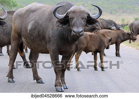 African buffaloes or Cape buffaloes (Syncerus caffer), herd crossing a paved road, Kruger National Park, South Africa, Africa View Large Photo Image Stock Photograph - African buffaloes or Cape buffaloes (Syncerus caffer), herd crossing a paved road, Kruger National Park, South Africa, Africa. Fotosearch