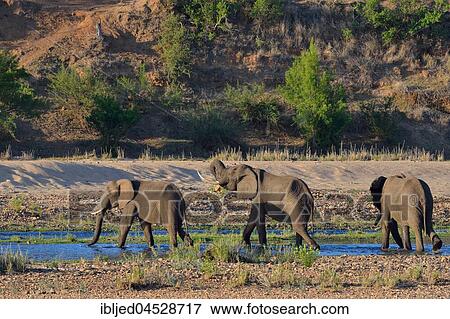 Stock Photo - African bush elephant bulls (Loxodonta africana) drinking in Letaba river, Kruger National Park, South Africa, Africa. Fotosearch