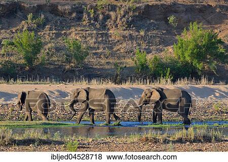 African bush elephant bulls (Loxodonta africana) drinking in Letaba river, Kruger National Park, South Africa, Africa View Large Photo Image Stock Photo - African bush elephant bulls (Loxodonta africana) drinking in Letaba river, Kruger National Park, South Africa, Africa. Fotosearch