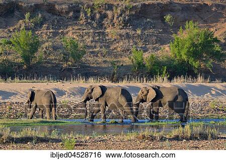 African bush elephant bulls (Loxodonta africana) drinking in Letaba river, Kruger National Park, South Africa, Africa View Large Photo Image Stock Photograph - African bush elephant bulls (Loxodonta africana) drinking in Letaba river, Kruger National Park, South Africa, Africa. Fotosearch