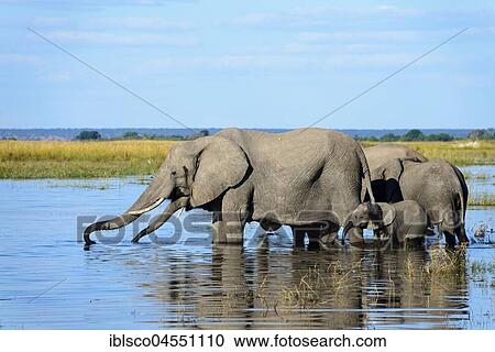 African bush elephants (Loxodonta africana), herd standing in water, Chobe River, Chobe National Park, Botswana, Africa View Large Photo Image Stock Image - African bush elephants (Loxodonta africana), herd standing in water, Chobe River, Chobe National Park, Botswana, Africa. Fotosearch