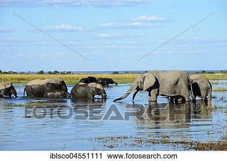African bush elephants (Loxodonta africana), herd standing in water, Chobe River, Chobe National Park, Botswana, Africa View Large Photo Image Stock Image - African bush elephants (Loxodonta africana), herd standing in water, Chobe River, Chobe National Park, Botswana, Africa. Fotosearch
