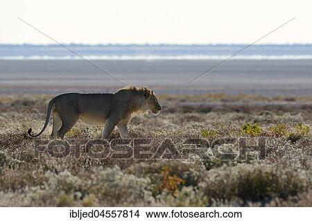 Picture - African lion (Panthera leo), adult male walking, behind salt pan, Etosha National Park, Namibia, Africa. Fotosearch
