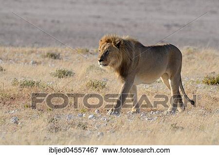 African lion (Panthera leo), adult male walking in dry grassland, Etosha National Park, Namibia, Africa View Large Photo Image Stock Photo - African lion (Panthera leo), adult male walking in dry grassland, Etosha National Park, Namibia, Africa. Fotosearch