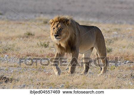 Stock Photo - African lion (Panthera leo), adult male walking in dry grassland, Etosha National Park, Namibia, Africa. Fotosearch
