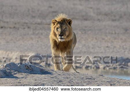 Stock Image - African lion (Panthera leo) at a waterhole, walking, Etosha National Park, Namibia, Africa. Fotosearch