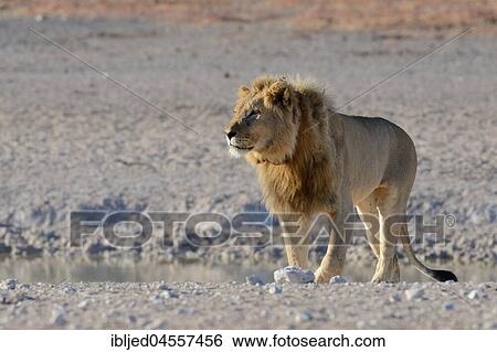 Stock Photograph - African lion (Panthera leo) at a waterhole, with tracking collar, Etosha Nationalpark, Namibia, Africa. Fotosearch