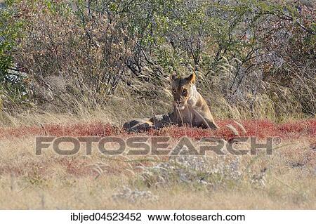 African Lion (Panthera leo), lioness lying in dry grass, Etosha National Park, Namibia, Africa View Large Photo Image Stock Image - African Lion (Panthera leo), lioness lying in dry grass, Etosha National Park, Namibia, Africa. Fotosearch