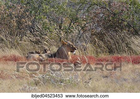 African lion (Panthera leo), lioness with two cubs lying in high grass, Etosha National Park, Namibia, Africa View Large Photo Image Stock Image - African lion (Panthera leo), lioness with two cubs lying in high grass, Etosha National Park, Namibia, Africa. Fotosearch