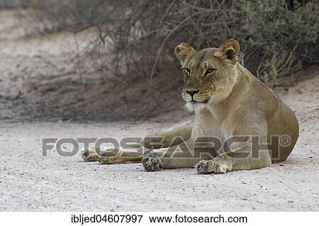 African lion (Panthera leo), lioness lying on dirt road, alert, Kgalagadi Transfrontier Park, Northern Cape, South Africa, Africa View Large Photo Image Stock Photo - African lion (Panthera leo), lioness lying on dirt road, alert, Kgalagadi Transfrontier Park, Northern Cape, South Africa, Africa. Fotosearch