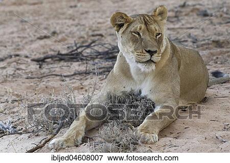 African lion (Panthera leo), lioness lying on sand, Kgalagadi Transfrontier Park, Northern Cape, South Africa, Africa View Large Photo Image Stock Photo - African lion (Panthera leo), lioness lying on sand, Kgalagadi Transfrontier Park, Northern Cape, South Africa, Africa. Fotosearch