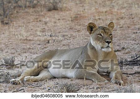 African lion (Panthera leo), lioness lying on sand, alert, Kgalagadi Transfrontier Park, Northern Cape, South Africa, Africa View Large Photo Image Stock Photography - African lion (Panthera leo), lioness lying on sand, alert, Kgalagadi Transfrontier Park, Northern Cape, South Africa, Africa. Fotosearch
