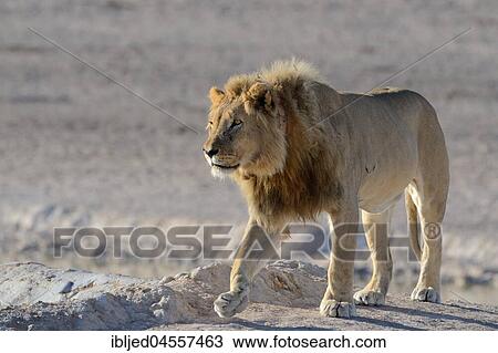 Stock Image - African lion (Panthera leo) with tracking collar, walking, Etosha Nationalpark, Namibia, Africa. Fotosearch
