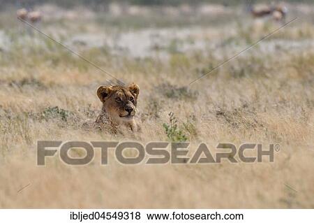 African lion (Panthera leo), young male lying in dry grass, alert, Etosha National Park, Namibia, Africa View Large Photo Image Stock Photo - African lion (Panthera leo), young male lying in dry grass, alert, Etosha National Park, Namibia, Africa. Fotosearch