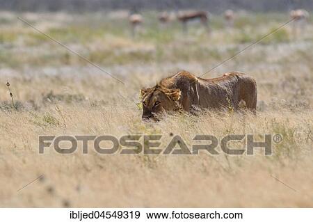 African lion (Panthera leo), young male walking in dry grass, Etosha National Park, Namibia, Africa View Large Photo Image Stock Photo - African lion (Panthera leo), young male walking in dry grass, Etosha National Park, Namibia, Africa. Fotosearch