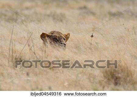 African lion (Panthera leo), young male lying in dry grass, alert, Etosha National Park, Namibia, Africa View Large Photo Image Stock Photograph - African lion (Panthera leo), young male lying in dry grass, alert, Etosha National Park, Namibia, Africa. Fotosearch
