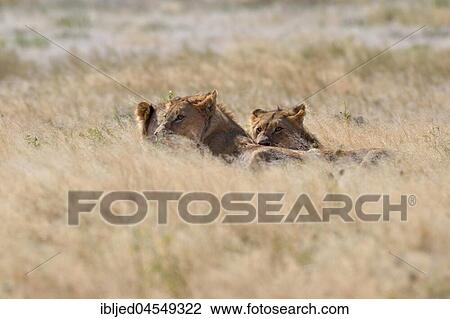 African lions (Panthera leo), three young males feeding on dead springbok (Antidorcas marsupialis), Etosha National Park, Namibia, Africa View Large Photo Image Stock Image - African lions (Panthera leo), three young males feeding on dead springbok (Antidorcas marsupialis), Etosha National Park, Namibia, Africa. Fotosearch