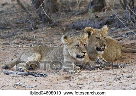 African lions (Panthera leo), two cubs lying on sand at dusk, Kgalagadi Transfrontier Park, Northern Cape, South Africa, Africa View Large Photo Image Stock Image - African lions (Panthera leo), two cubs lying on sand at dusk, Kgalagadi Transfrontier Park, Northern Cape, South Africa, Africa. Fotosearch