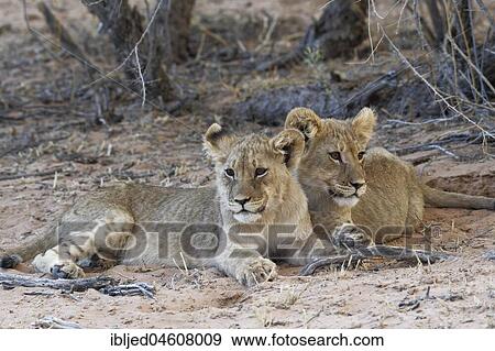 African lions (Panthera leo), two cubs lying on sand, Kgalagadi Transfrontier Park, Northern Cape, South Africa, Africa View Large Photo Image Stock Photo - African lions (Panthera leo), two cubs lying on sand, Kgalagadi Transfrontier Park, Northern Cape, South Africa, Africa. Fotosearch