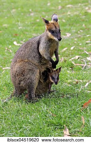 Stock Image - Agile Wallaby (Macropus agilis), adult with young animal, young animal looking out of bag, female, Cuddly Creek, Australia, Oceania. Fotosearch