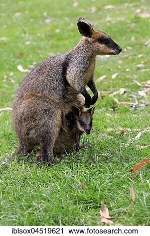 Agile Wallaby (Macropus agilis), adult with young animal, young animal looking out of bag, female, Cuddly Creek, Australia, Oceania View Large Photo Image Stock Image - Agile Wallaby (Macropus agilis), adult with young animal, young animal looking out of bag, female, Cuddly Creek, Australia, Oceania. Fotosearch