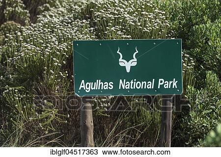 Agulhas National Park, sign with Kudu, Province Western Cape, South Africa, Africa View Large Photo Image Stock Image - Agulhas National Park, sign with Kudu, Province Western Cape, South Africa, Africa. Fotosearch